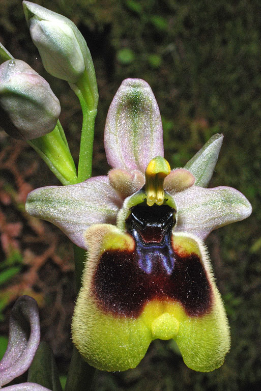 Ophrys normanii (5).jpg