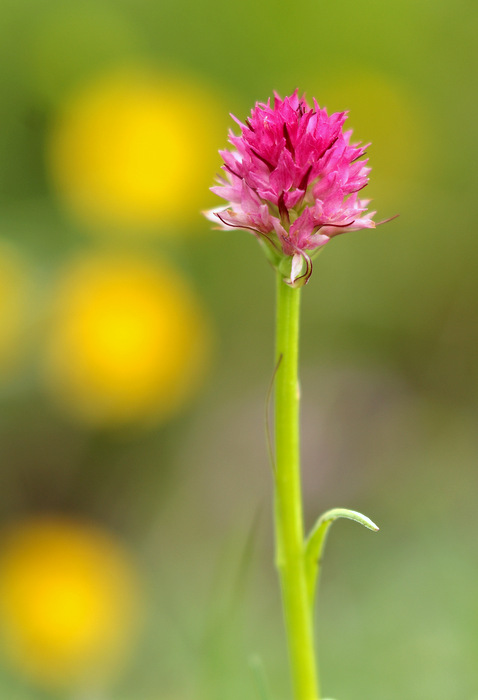 Nigritella sp (4).JPG