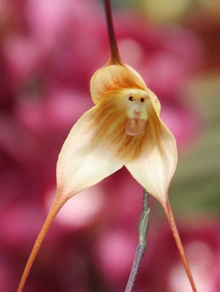 Monkey orchid.JPG