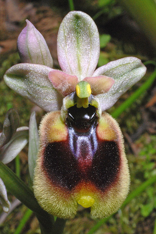 Ophrys normanii (6).jpg