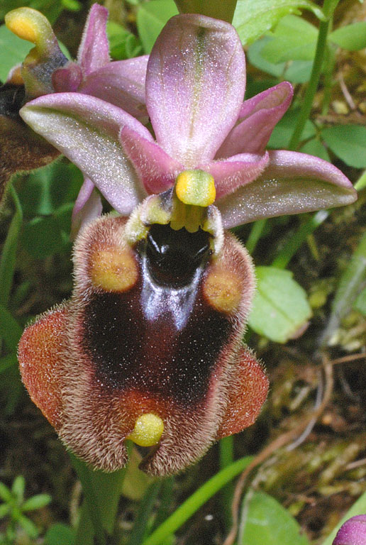 Ophrys normanii (7).jpg