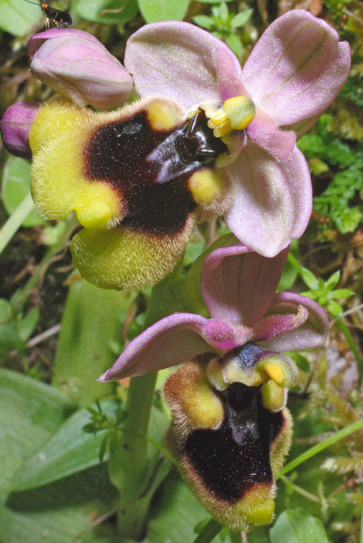 Ophrys normanii (8).jpg