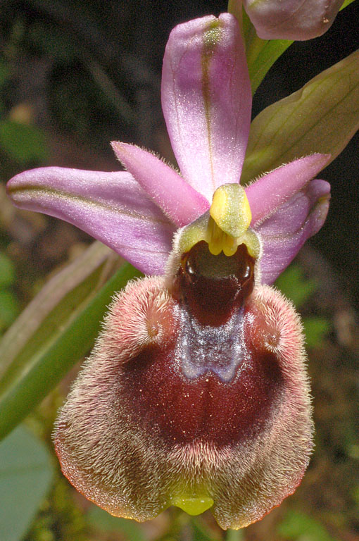 Ophrys chestermanii x O. normanii (1).jpg