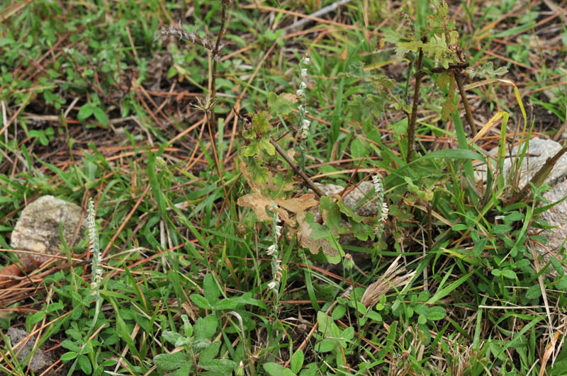 20121016_Palomb-14.jpg