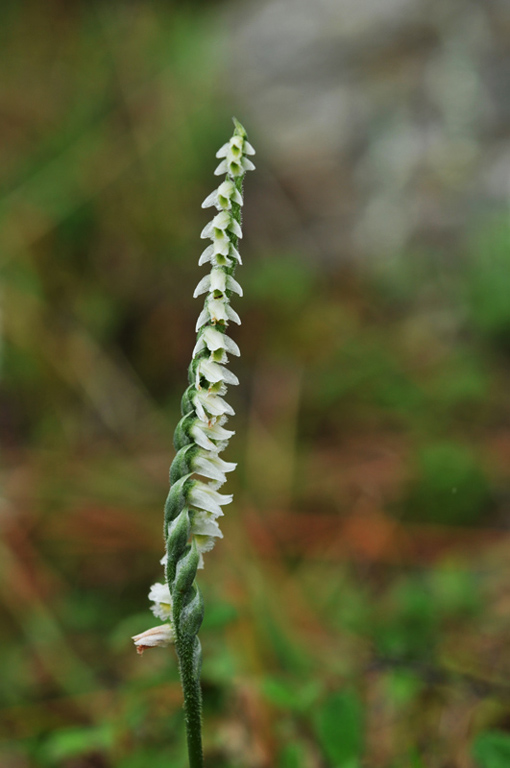 20121016_Palomb-11xgiros.jpg