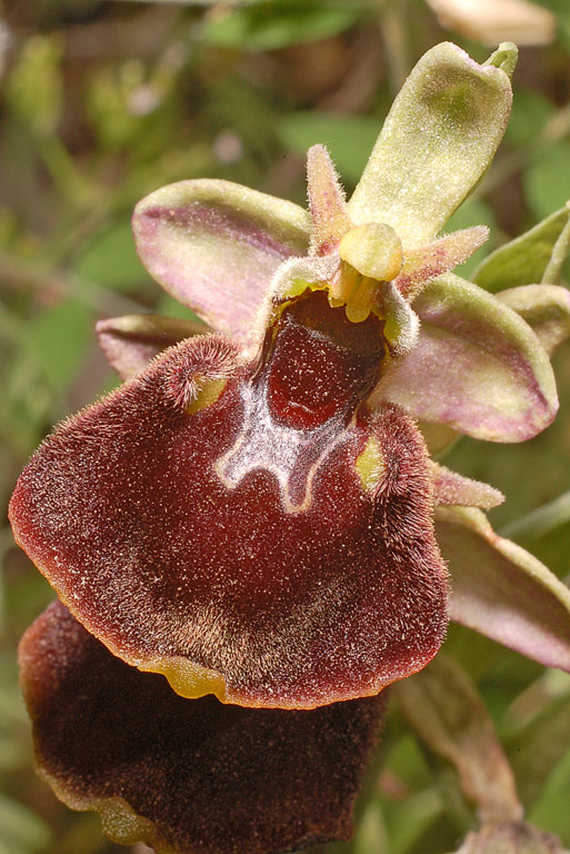 Ophrys chestermanii x O. normanii (2).jpg