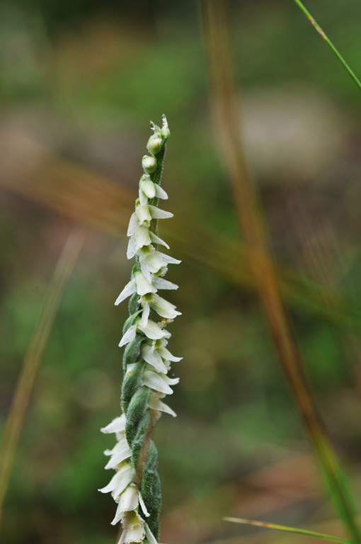 20121016_Palomb-10xgiros.jpg