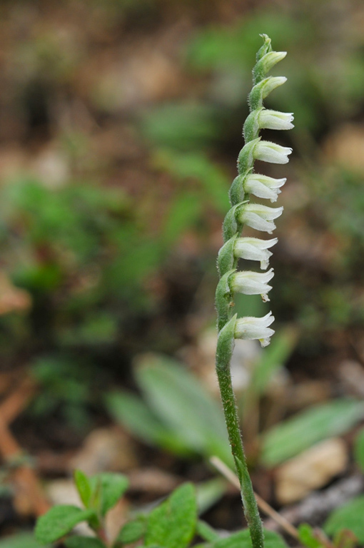 20121016_Palomb-06xgiros.jpg