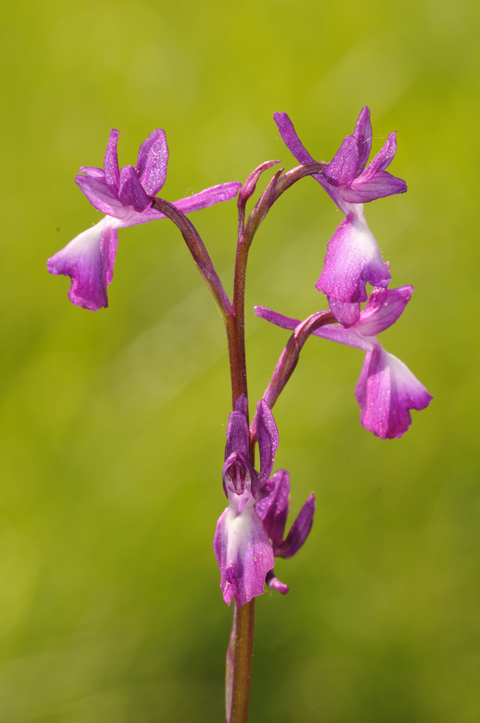 DSC_O.laxiflora.jpg