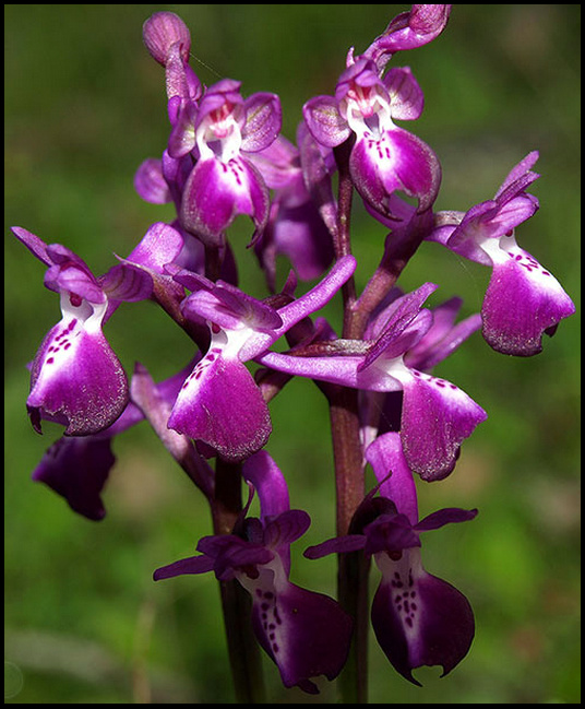 Anacamptis × alata nothosubsp. sarcidani.jpg