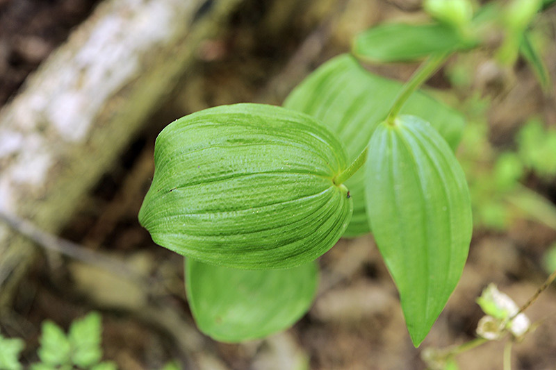 2Epipactis-muelleri.jpg