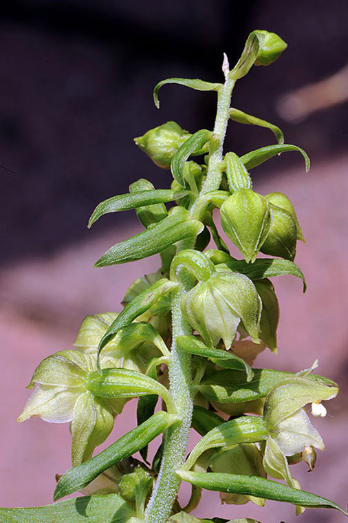 3Epipactis-muelleri.jpg