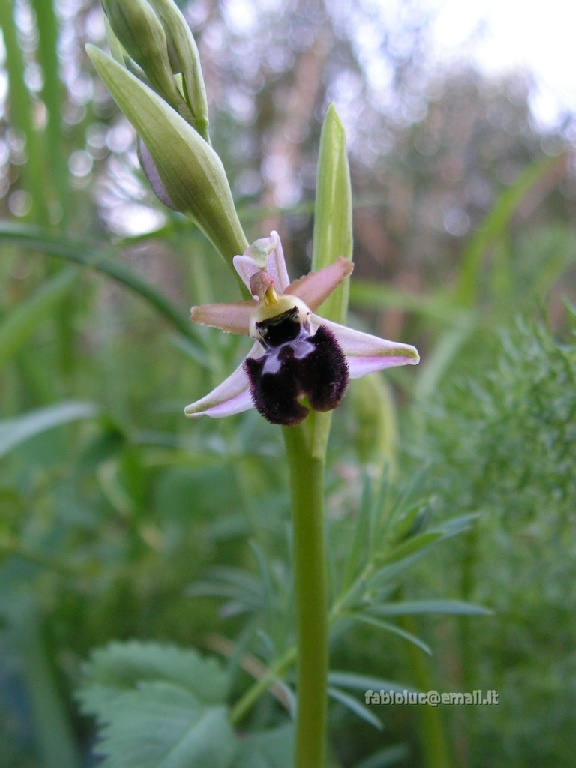 2012-04-01 354 Ophrys.jpg