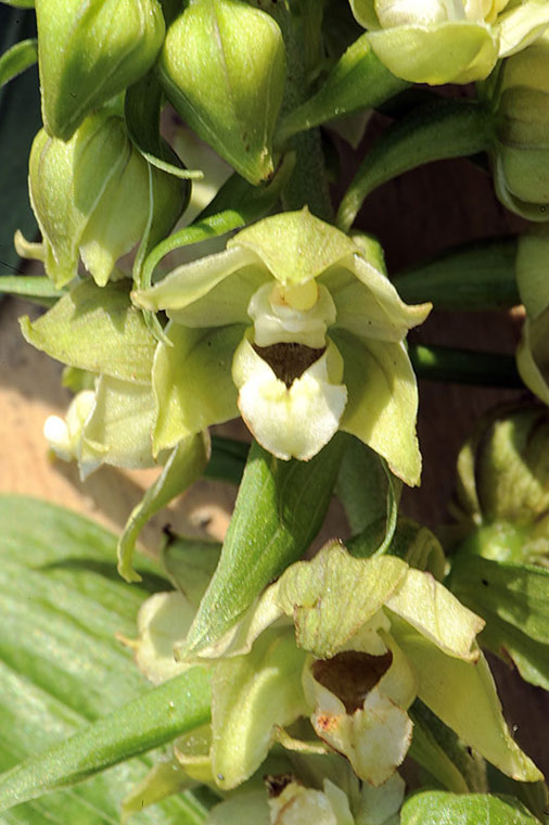 6Epipactis-muelleri.jpg