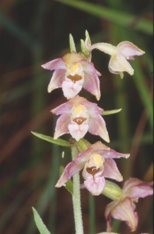 553atrhod (Medium).jpg