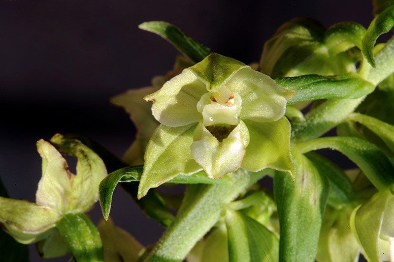 7Epipactis-muelleri.jpg