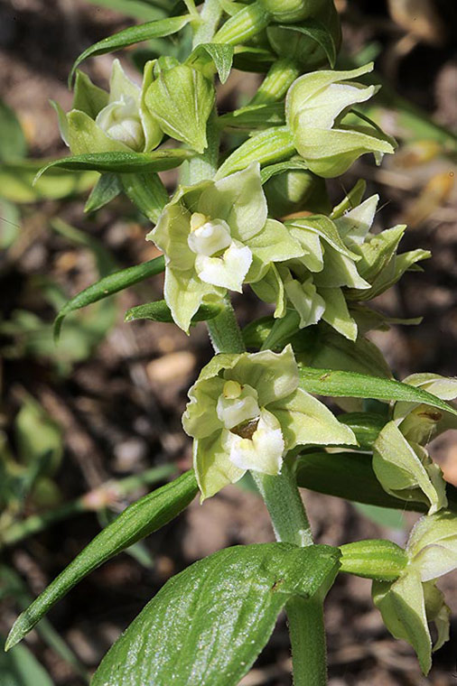 5Epipactis-muelleri.jpg