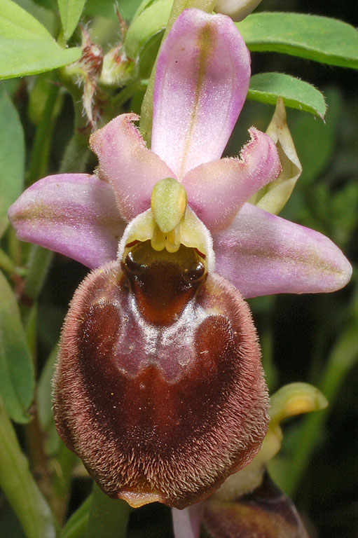Ophrys xlaconensis (1).jpg