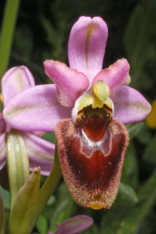 Ophrys xlaconensis (2).jpg