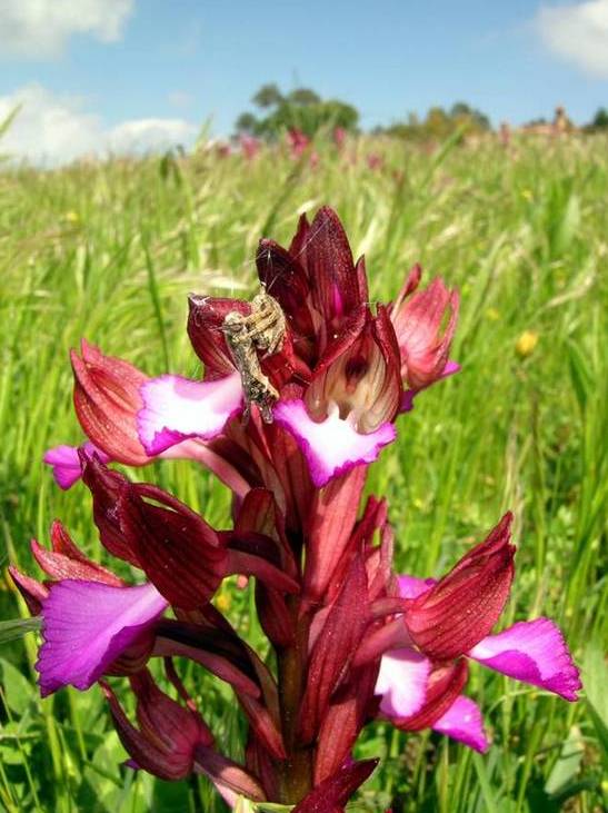 Caccia su papilionacea.jpg