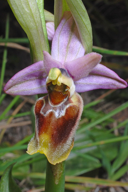 Ophrys xlaconensis (3).jpg