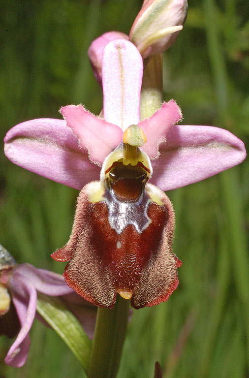 Ophrys xlaconensis (4).jpg