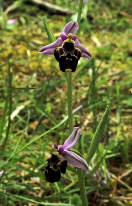 Ophrys holosericea subsp. gracilis 5921 (2).JPG