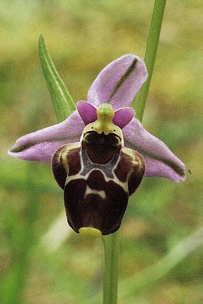 Ophrys holosericea subsp. gracilis 5923 - Copia.JPG