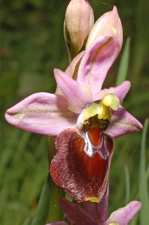 Ophrys xlaconensis (5).jpg