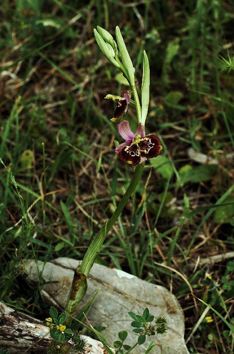 Lusus Ophrys holosericea subsp. gracilis 5981 - Copia.JPG