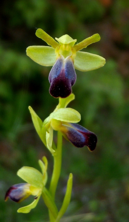 Ophris fusca  subsp. funerea (1).jpg
