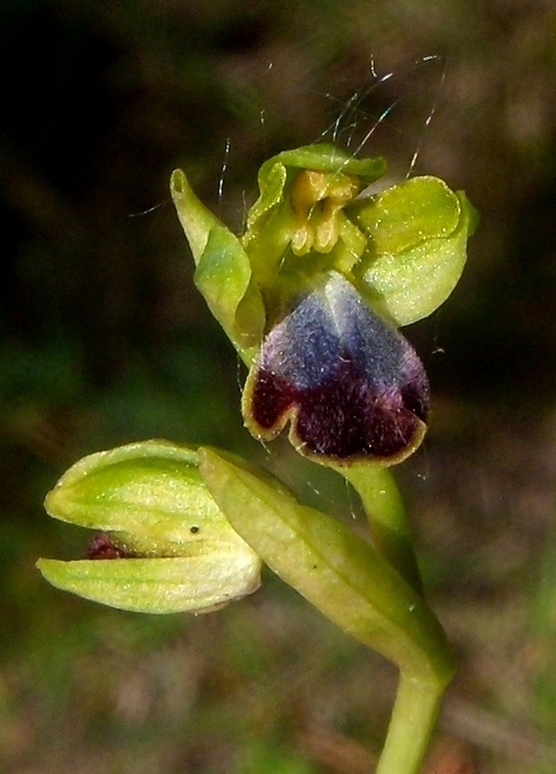 O. fusca subsp. lucifera.jpg