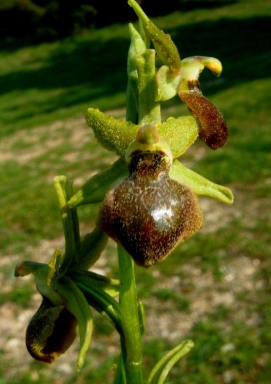 Ophrys passionis.jpg