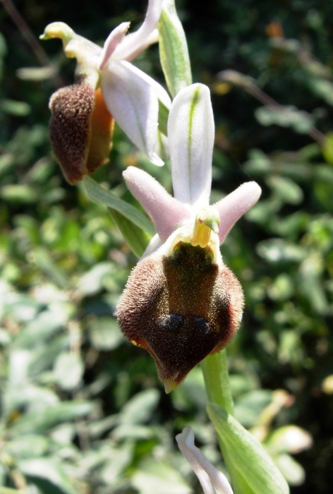 Ophrys sp. (1).JPG