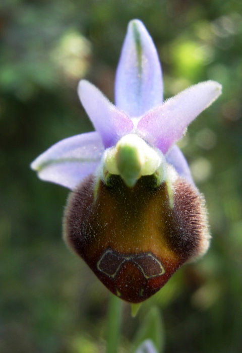 Ophrys sp..JPG