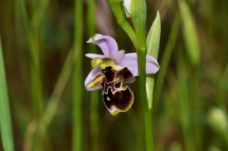 Ophrys cornuta.jpg