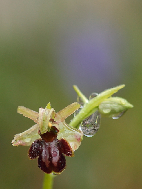 ophrys sph..JPG