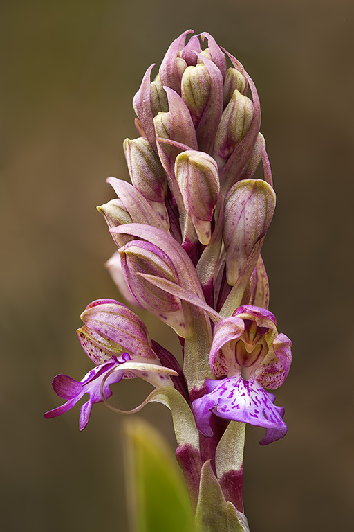 Himantoglossum robertianum 2.jpg