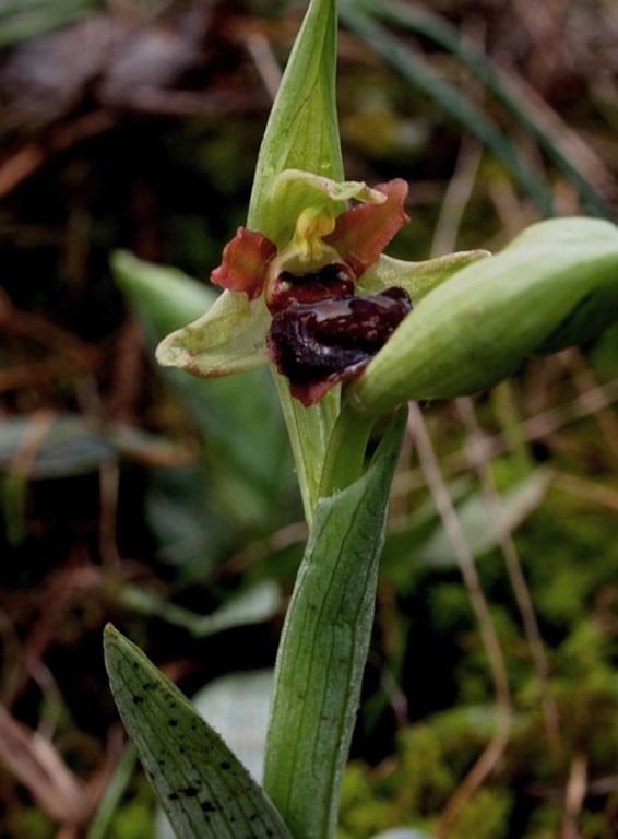 Ophrys sphegodes 231 - Copia.JPG