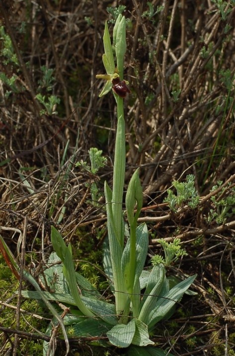 Ophrys sphegodes 6543.JPG