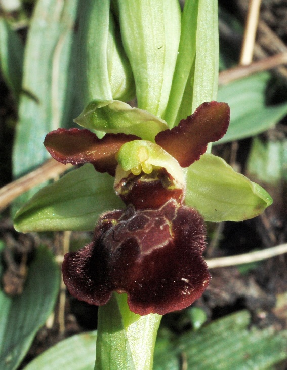 Ophrys sphegodes 6549.JPG
