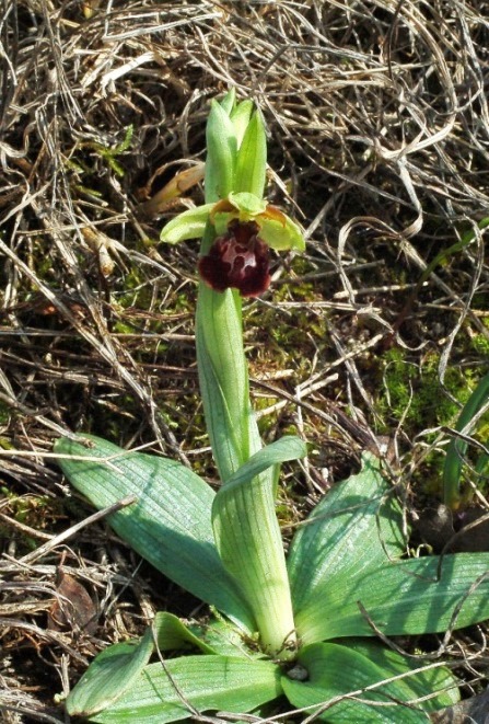 Ophrys sphegodes 6554 - Copia.JPG