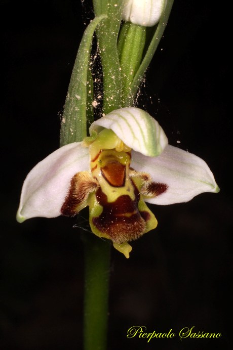 Ophrys apiera 2008 - 002 copia.jpg