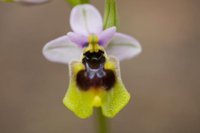 grandiflora.jpg