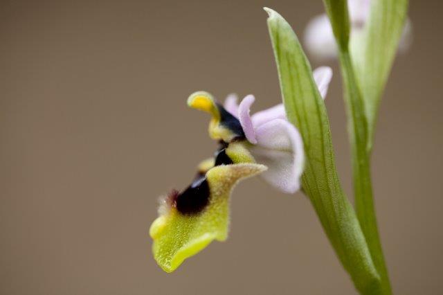 Grandiflora2.jpg