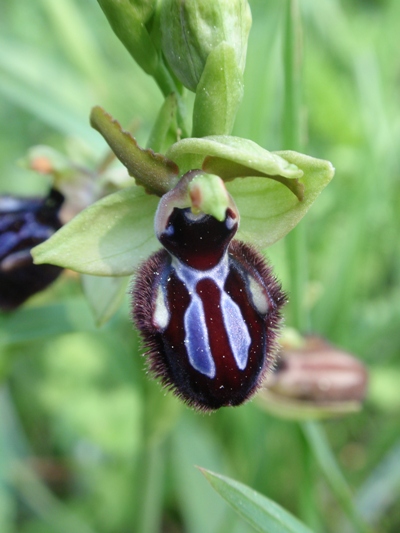 O. incubacea.JPG