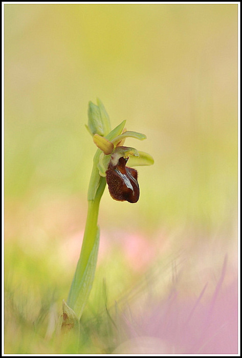 sphegodes (3).JPG