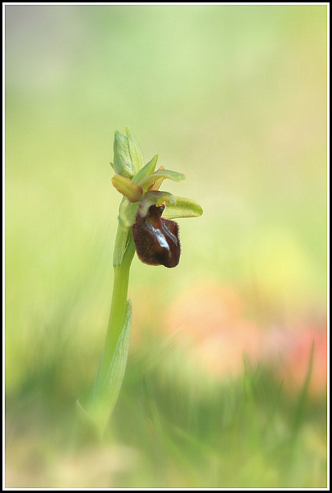 sphegodes (4).JPG