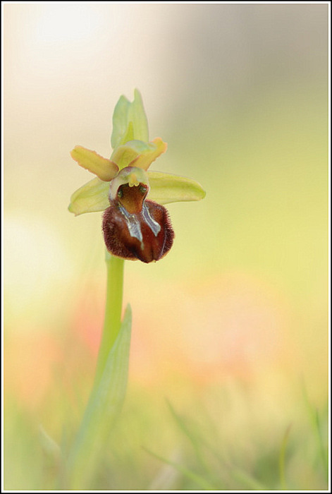 sphegodes (6).JPG