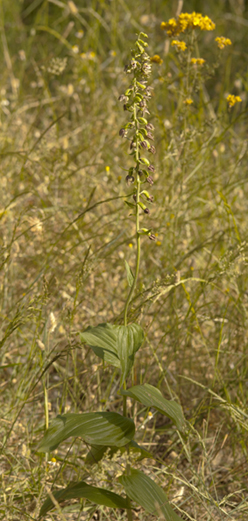 Rubbio_francavilla in Sinni 7941.jpg